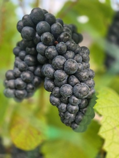 Технология северного виноградорства