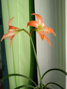 Оптоволокно из бриллианта.