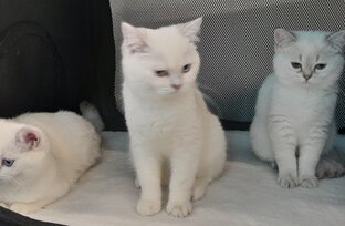 МИР КОШЕК