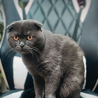 кот Пусик