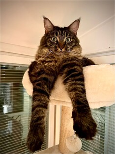 Стихи детям от цветочного гнома