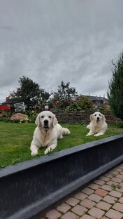 Любимые собаки 