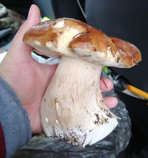 Собираю грибы