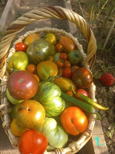 Мой урожай.