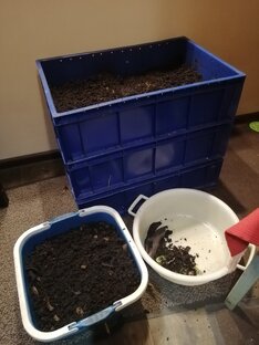 Делаем биогумус сами. Жизнь домашних дождевых червей.