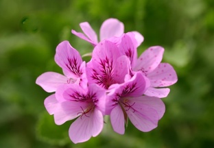 Душистая герань. Всё об ароматах