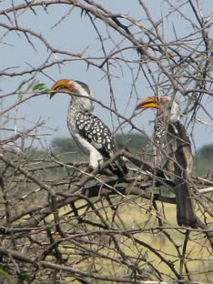 Не ходите дети, в Африку гулять...