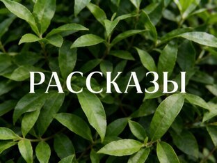 Рассказы