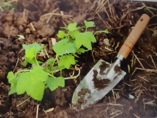 Размножение ягодных кустарников черенкованием