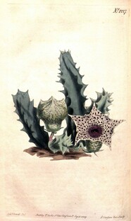 Триба Стапеливые: Гуэрния, Дювалия, Орбея, Тридентия, Стапелия, Эдитколея... 