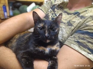 Кошечки, собачки