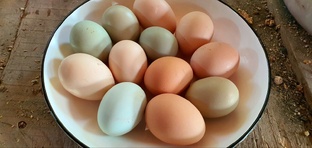  «Эти маленькие сокровища: Правда о куриных яйцах, которую знают единицы!»