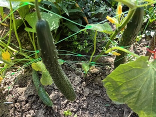 Все об огурцах