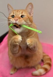 Котофей