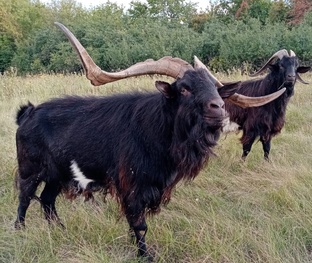 Личный опыт козоводства