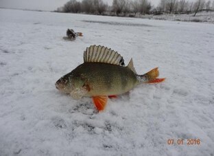 РЫБАЛКА В ЯНВАРЕ