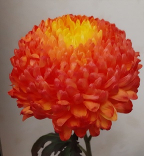 Цветы моего сада