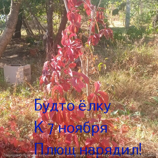 Осенний плющ. Хайку - верлибры. 