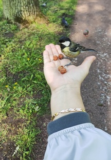 Гатчинский парк