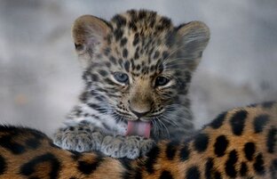 Животные Дальнего Востока