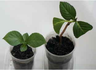 Черенкование 