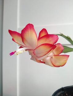 Коллекция шлюмбергер