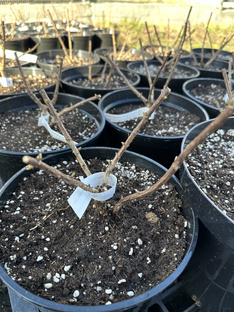 Обрезка гортензий