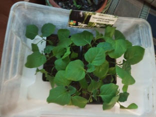 посадочный сезон 2026