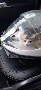 домашние животные 