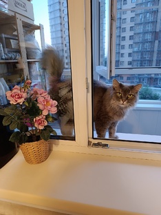 Без Кота и жизнь не та