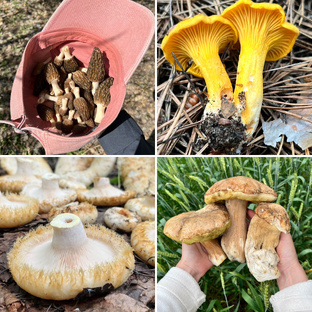 Грибной сезон 2025