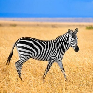 Зебра: полосатая загадка саванны