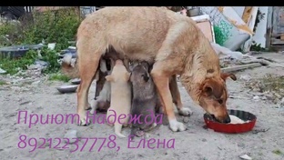 10 щенков и мать. Соня с детьми