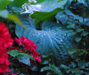 Было-стало в саду