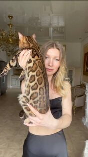 Бенгальские кошки