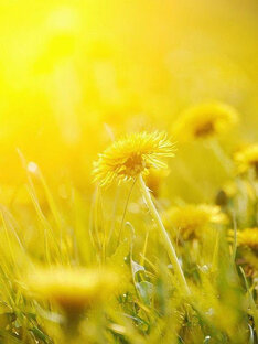 Неприкаянное