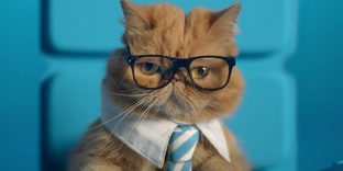 мемы с котом