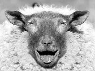 Птица и животные 