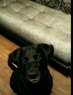 Любите собак? Присоединяйтесь!