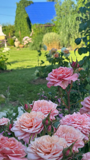 Мой сад и удобрения