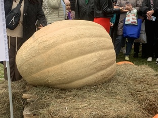 Фото урожая