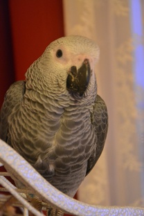 Птичьи истории с Жако