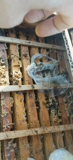 Развитие и уход за пчёлами.