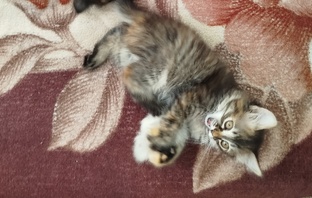 Котомолекулы)