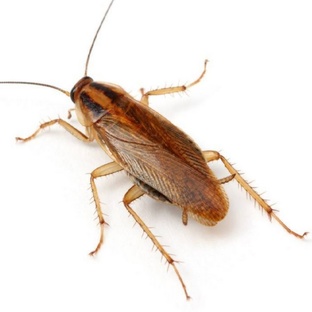 Таракан: непобедимый выживальщик природы