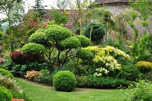 Лиственные кустарники