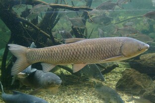 Охота на амура