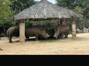 Вьетнам 🇻🇳 