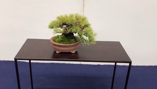 Бонсай Япония