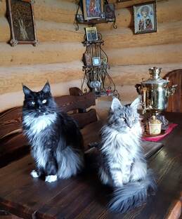 ПРОДЕЛКИ КОТОВ